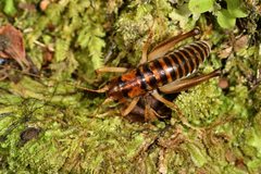 Hemiandrus pallitarsis