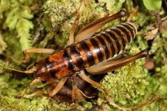 Hemiandrus pallitarsis