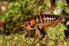 Hemiandrus pallitarsis