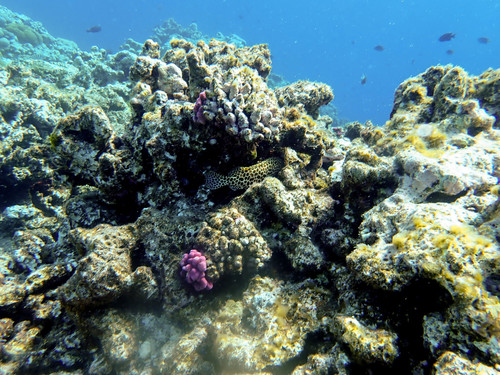 Epinephelus merra