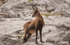 Rupicapra pyrenaica parva