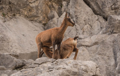 Rupicapra pyrenaica parva