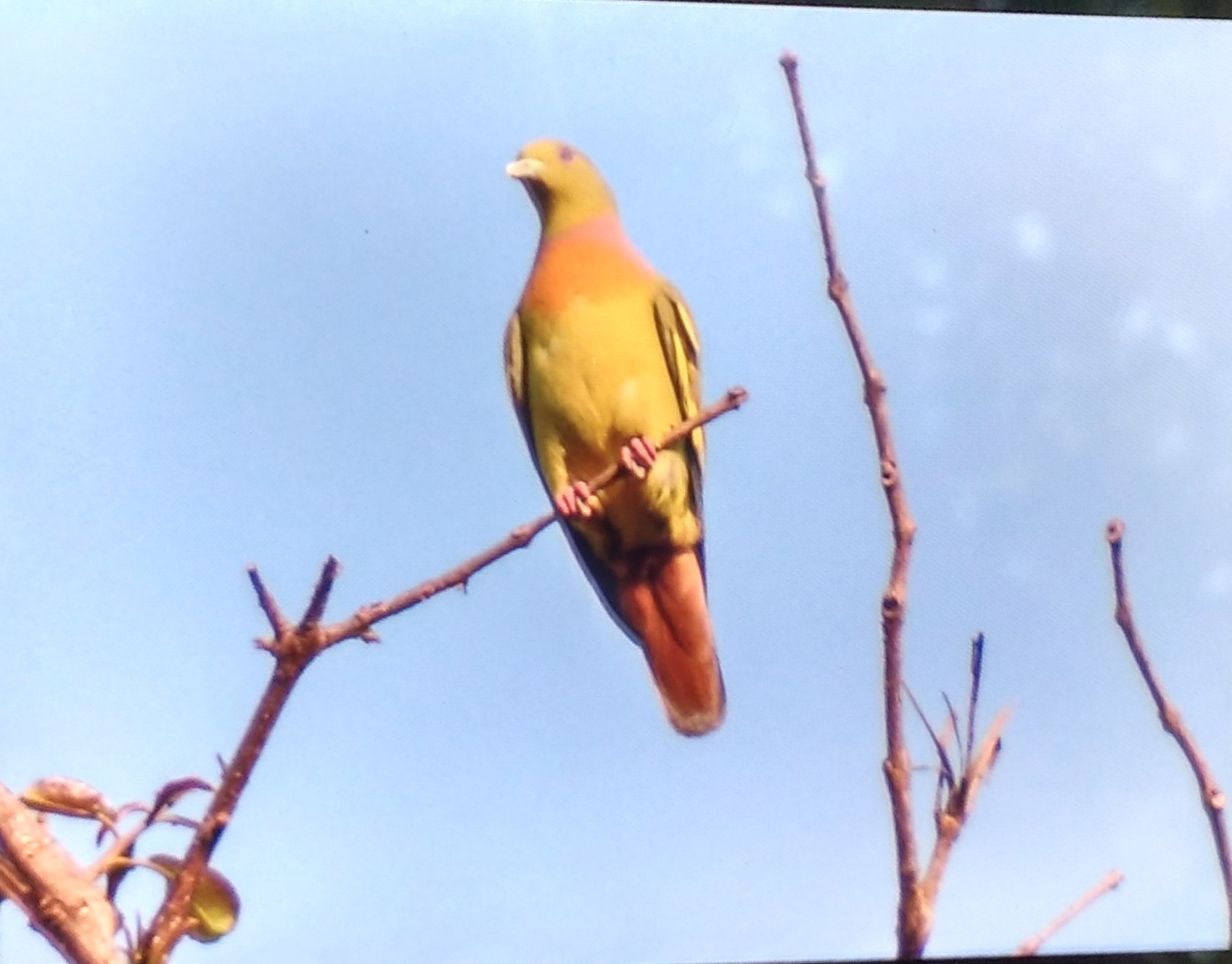 Orange-breasted Green Pigeon
