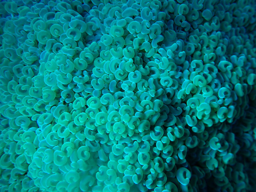 Fimbriaphyllia ancora