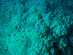 Fimbriaphyllia ancora