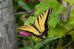 Papilio multicaudata grandiosus