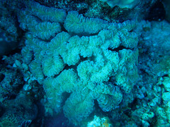 Fimbriaphyllia ancora
