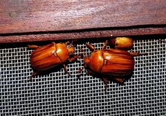 Pelidnota unicolor