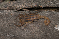 Centruroides limpidus