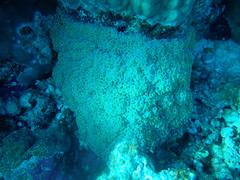 Fimbriaphyllia ancora
