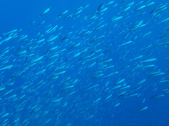 Pterocaesio trilineata