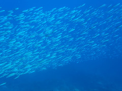 Pterocaesio trilineata