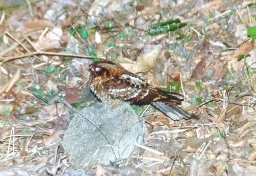 Jerdon's Nightjar (Caprimulgus atripennis), photo 10