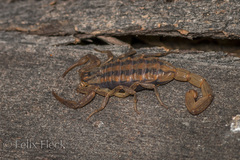 Centruroides limpidus