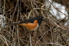 Pipilo erythrophthalmus alleni