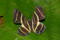 Baeotis euprepes