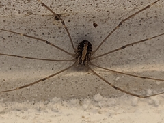 Cosmobunus granarius