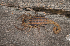 Centruroides limpidus