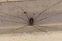 Cosmobunus granarius