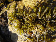 Splachnidium rugosum