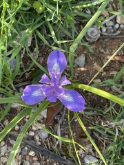 Moraea sisyrinchium