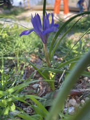 Moraea sisyrinchium