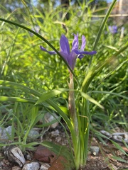 Moraea sisyrinchium