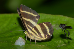 Baeotis euprepes