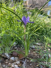 Moraea sisyrinchium