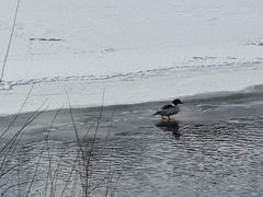 Mergus merganser