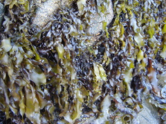 Pachymenia