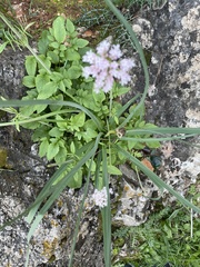Valeriana dioica