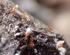 Pheidole bilimeki