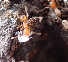 Pheidole bilimeki