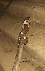 Rhinobothryum bovallii