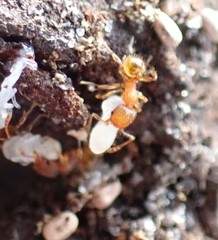 Pheidole bilimeki