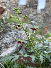 Scrophularia californica