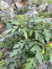 Scrophularia californica