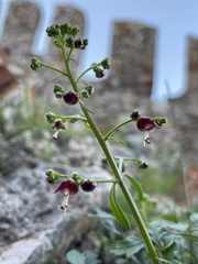 Scrophularia californica