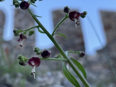 Scrophularia californica