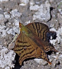 Hypanartia dione