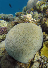 Goniastrea thecata