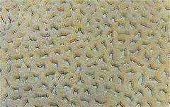 Goniastrea thecata