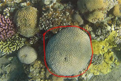 Goniastrea thecata