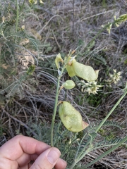 Astragalus curtipes