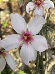 Prunus amygdalus