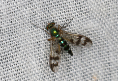 Heteropsilopus ingenuus