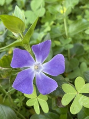 Vinca major