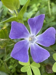 Vinca major