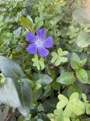 Vinca major